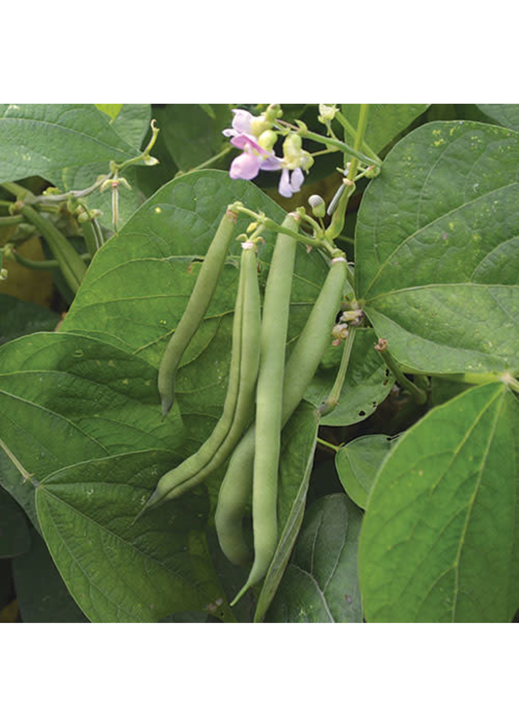 Seed Savers Provider Beans