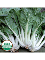 Seed Savors Exchange Prize Choy Asian Green Seeds