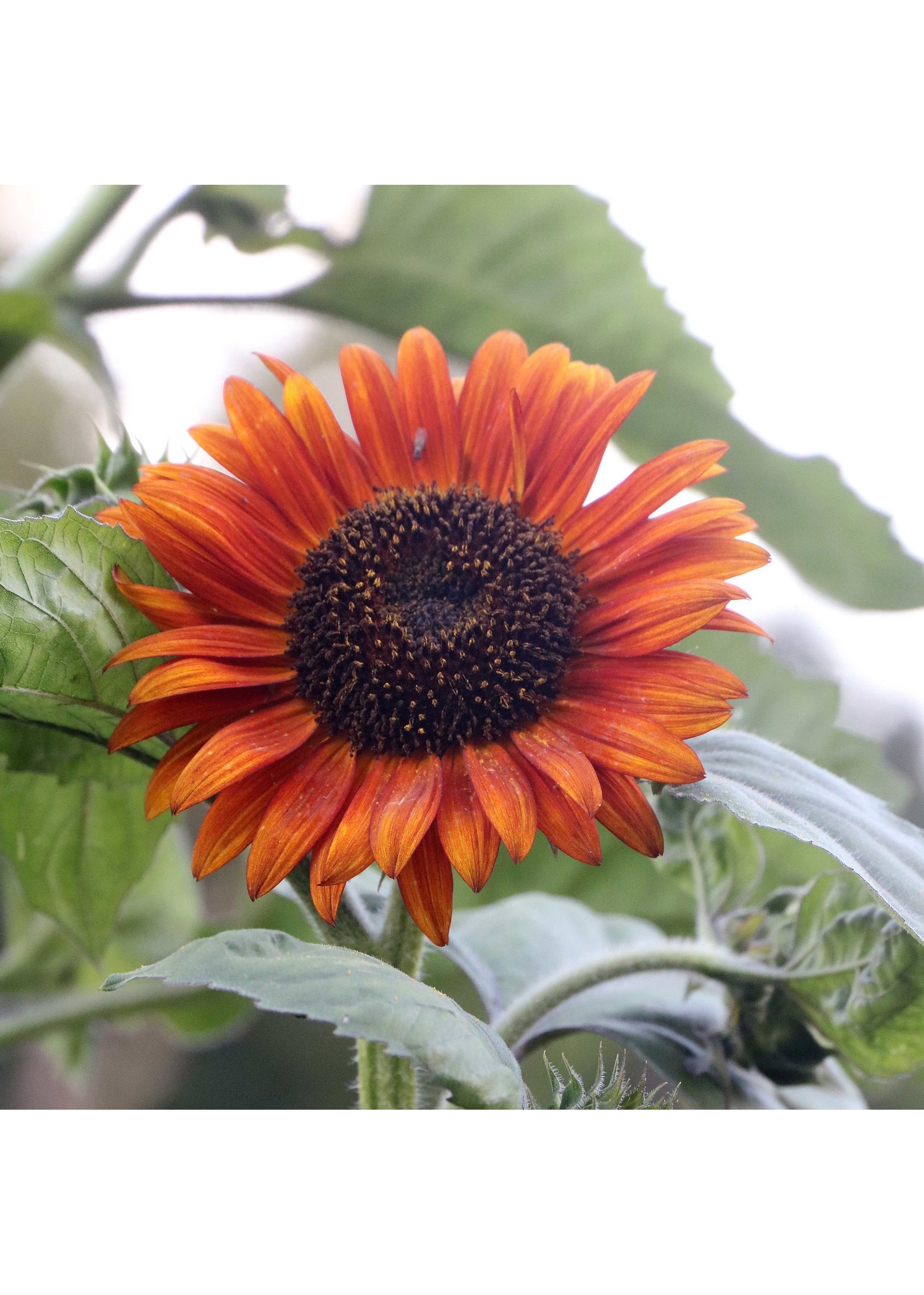 Seed Savors Exchange Seed Savers Autumn Beauty Sunflower Seeds