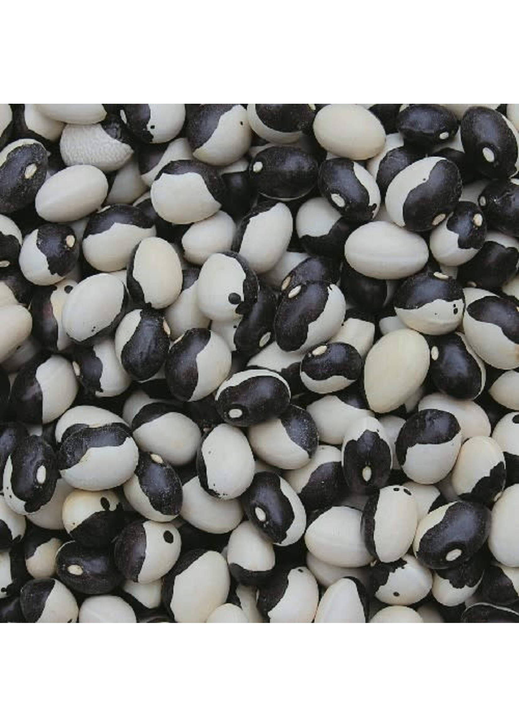 Seed Savors Exchange Seed Savers Calypso Bean