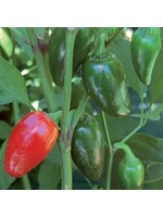 Seed Savors Exchange Jalapeno (Traveler Strain) Pepper