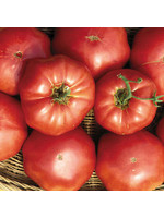 Seed Savors Exchange Brandywine (Sudduth's Strain) Tomato Seeds