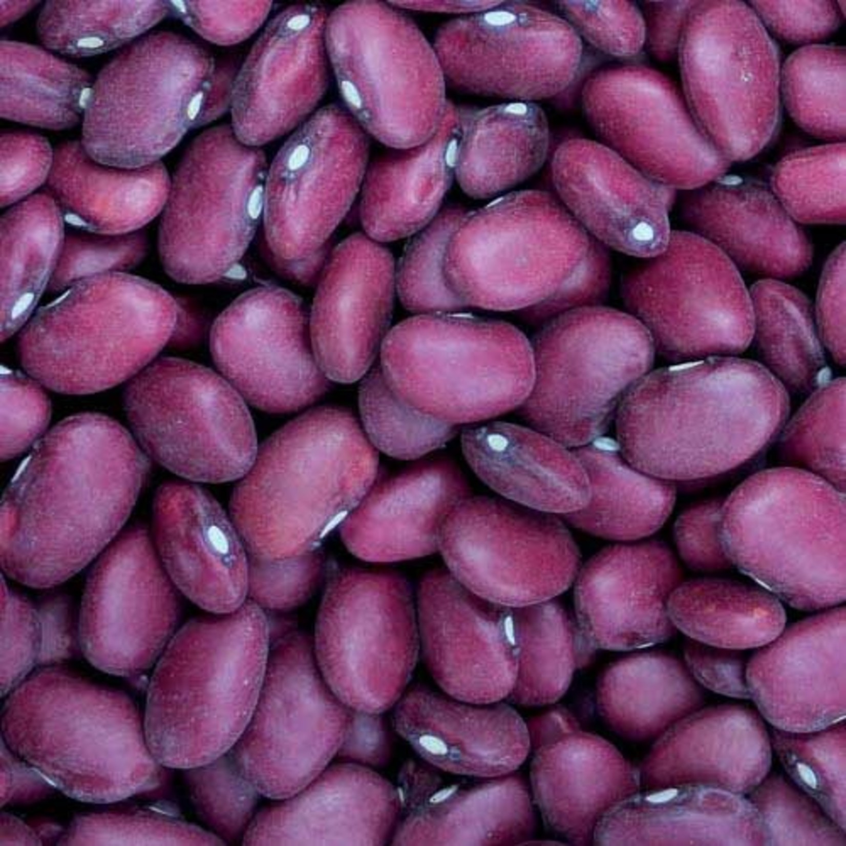 Seed Savers Hidatsa Red Bean