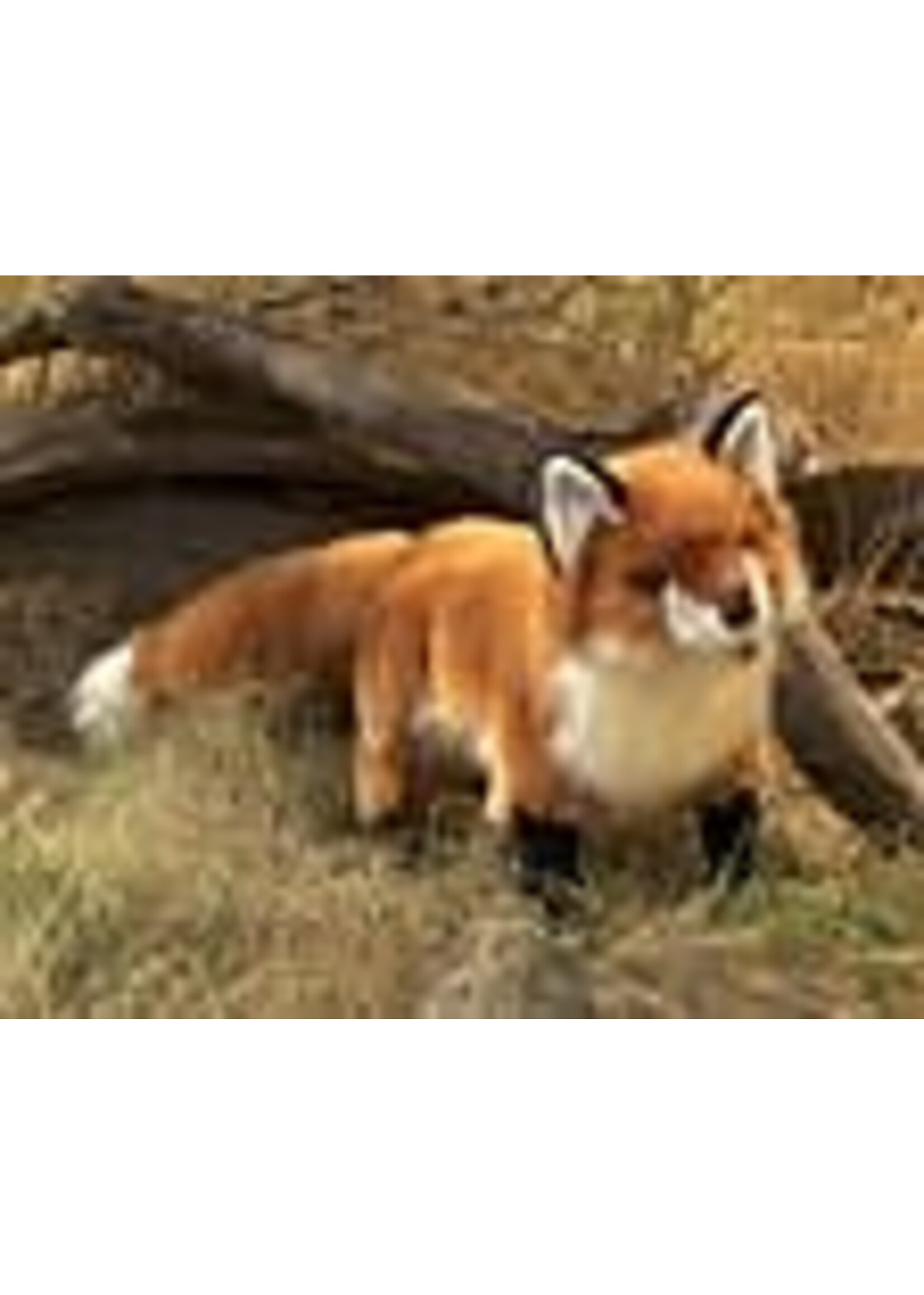 Folkmanis Puppets Folkmanis Red Fox Puppet