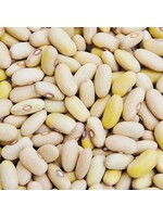 Seed Savors Exchange Arikara Yellow Bean