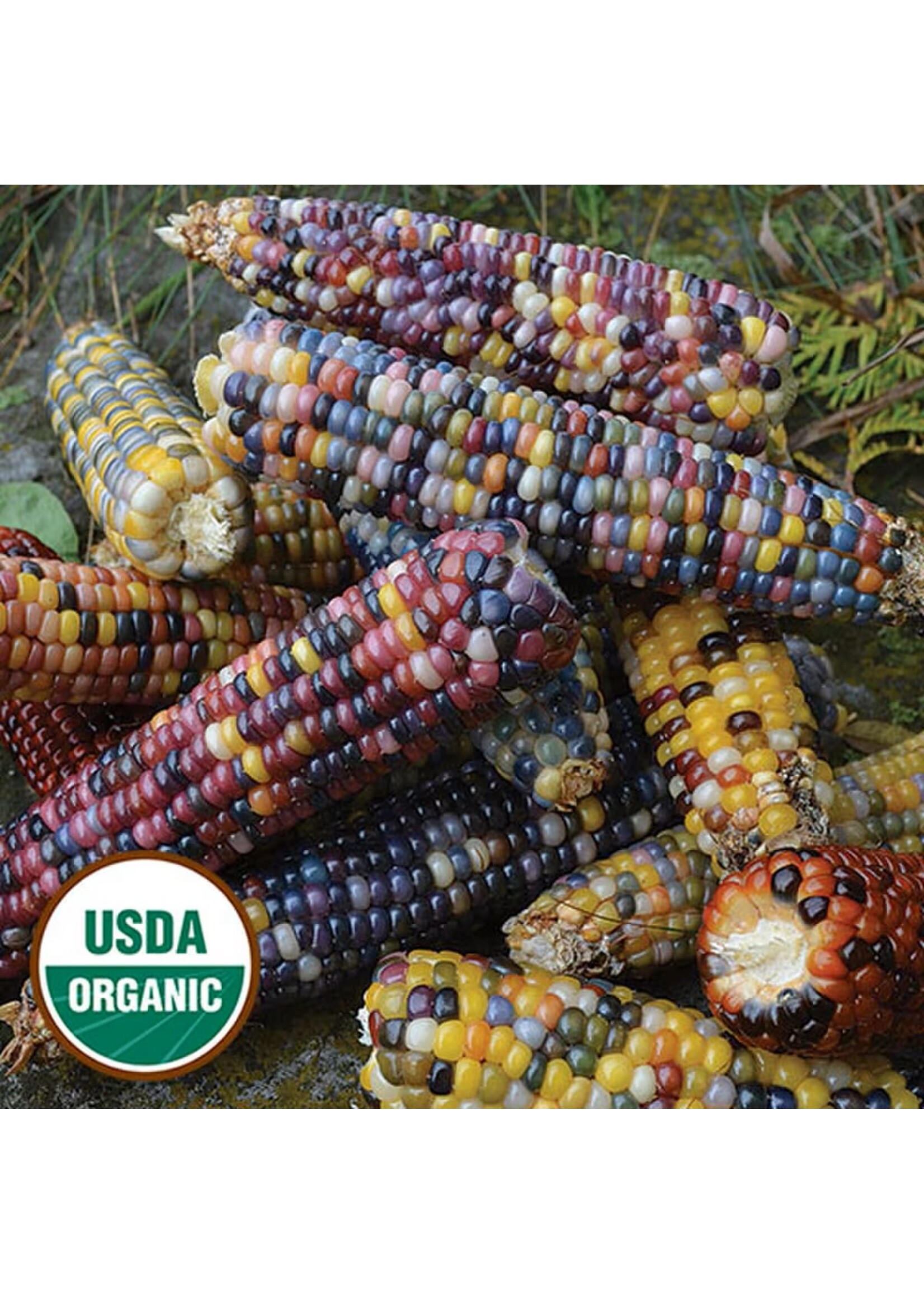 Seed Savors Exchange Seed Savers Glass Gem Corn (Organic)