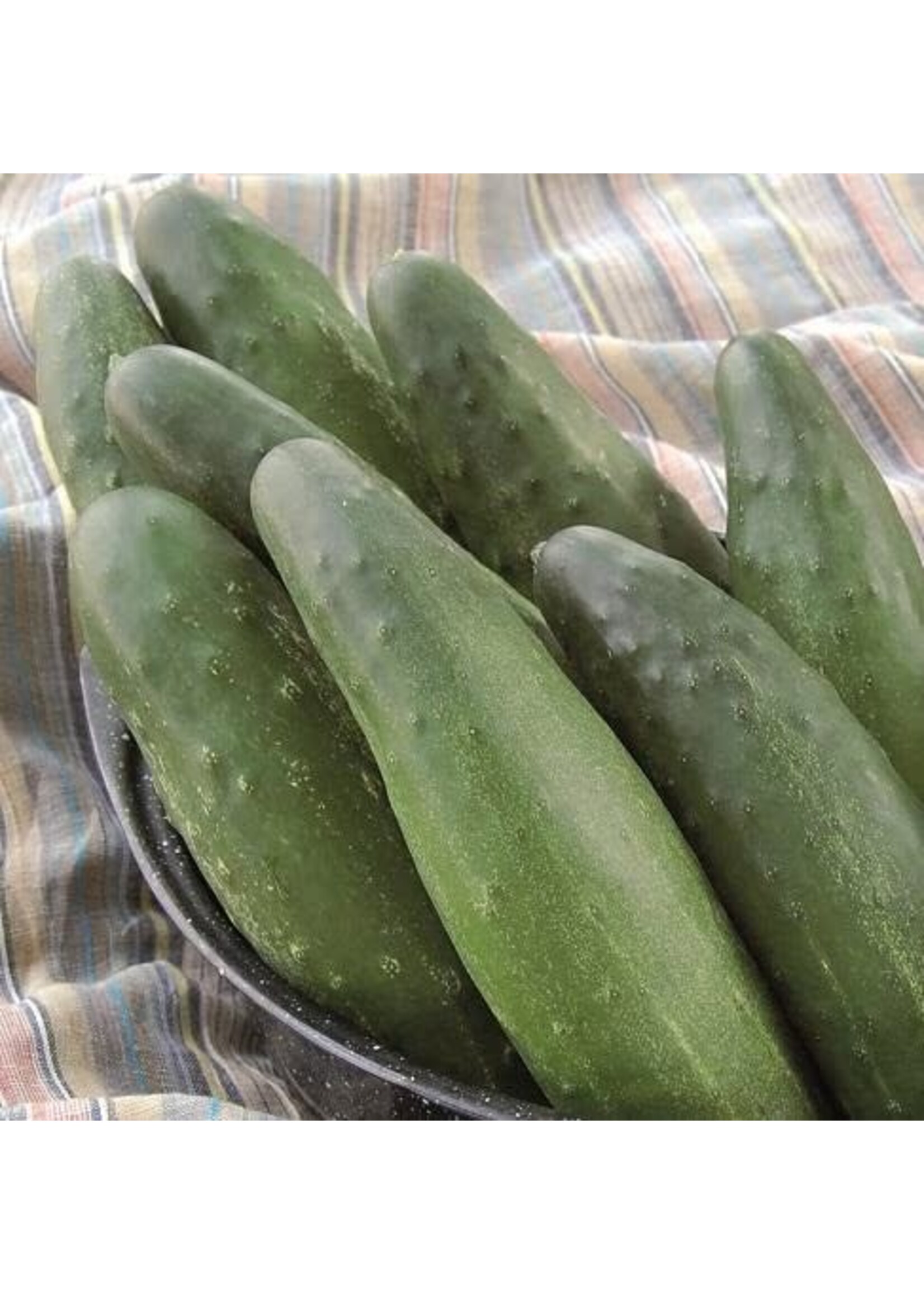 Seed Savors Exchange Seed Savers Longfellow Cucumber