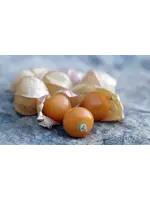 Seed Savors Exchange Seed Savers Drotts Yellow Ground Cherry