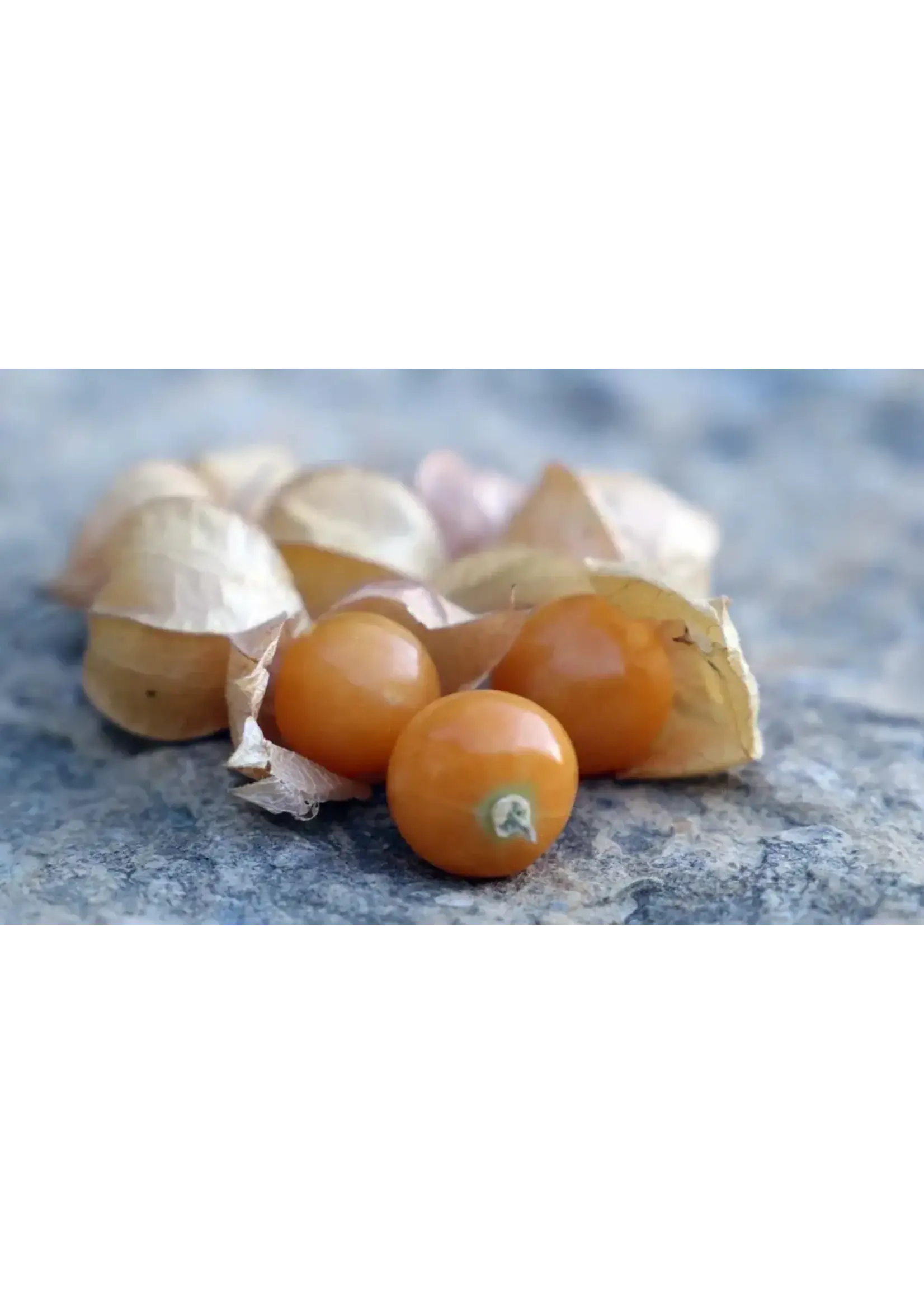 Seed Savors Exchange Seed Savers Drotts Yellow Ground Cherry