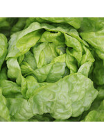 Seed Savors Exchange Seed Savers Tennis Ball Lettuce