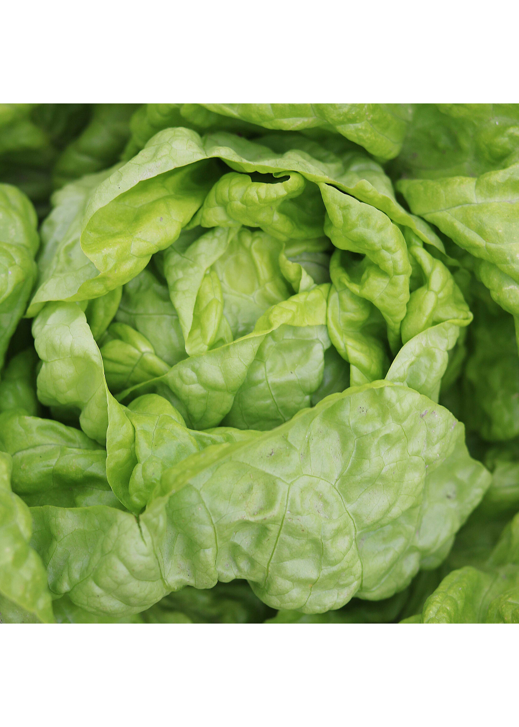 Seed Savors Exchange Seed Savers Tennis Ball Lettuce