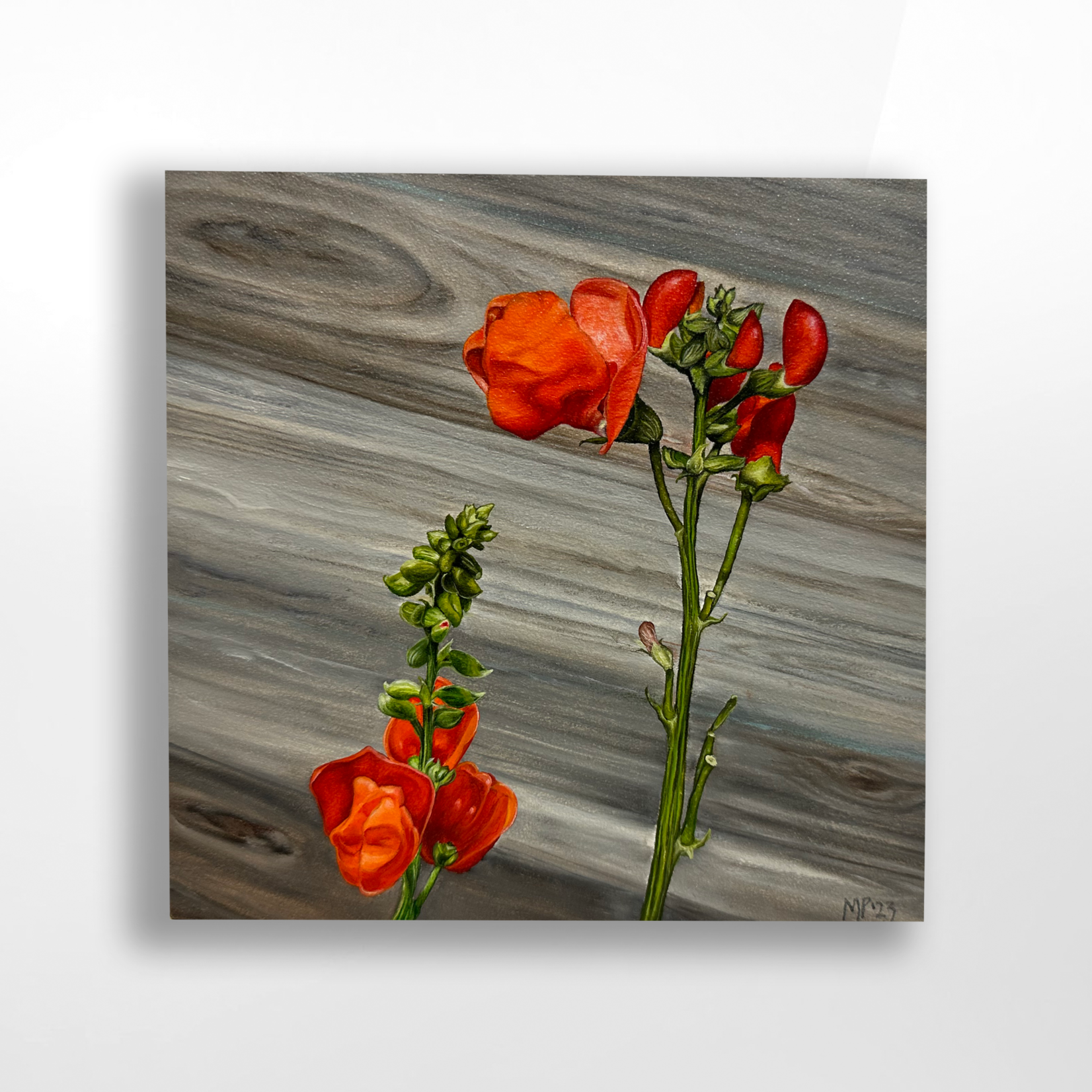 Meghan Peterson, Scarlet Runners