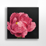 Meghan Peterson, Pink Peony