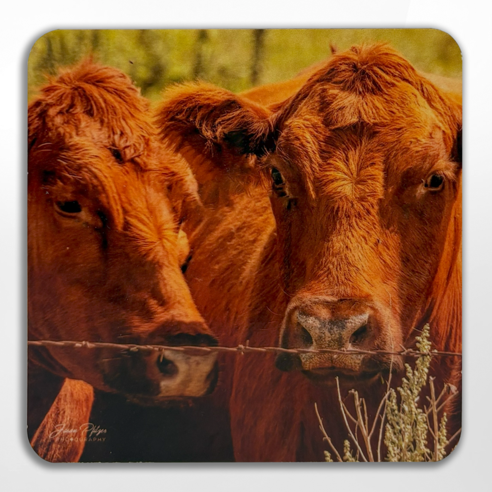 Jason Pfitzer, Cow Coaster