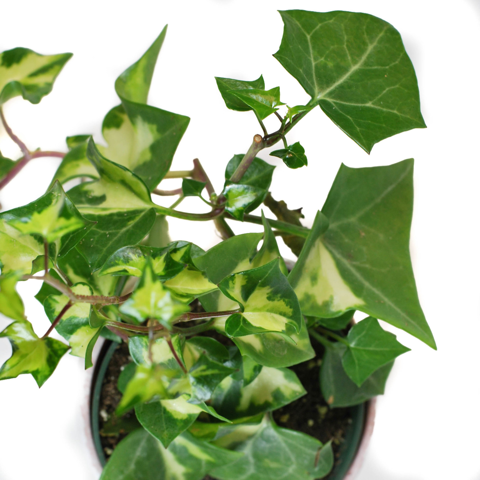 Senecio Macroglossus (Variegated Wax Ivy Plant) In Stock