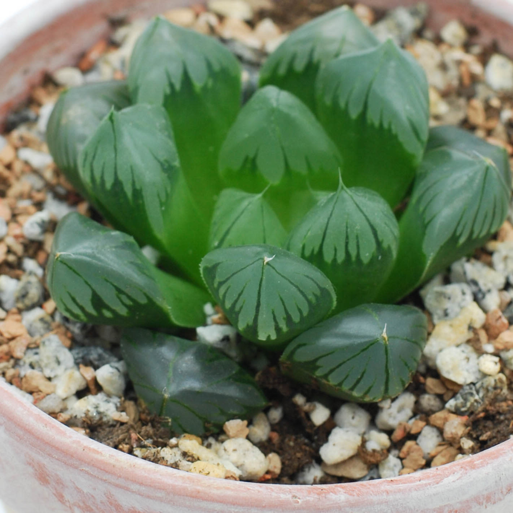 pic Haworthia Cooperi Care veryplants haworthia cooperi glutinous baker glutinous 3 5 pot
