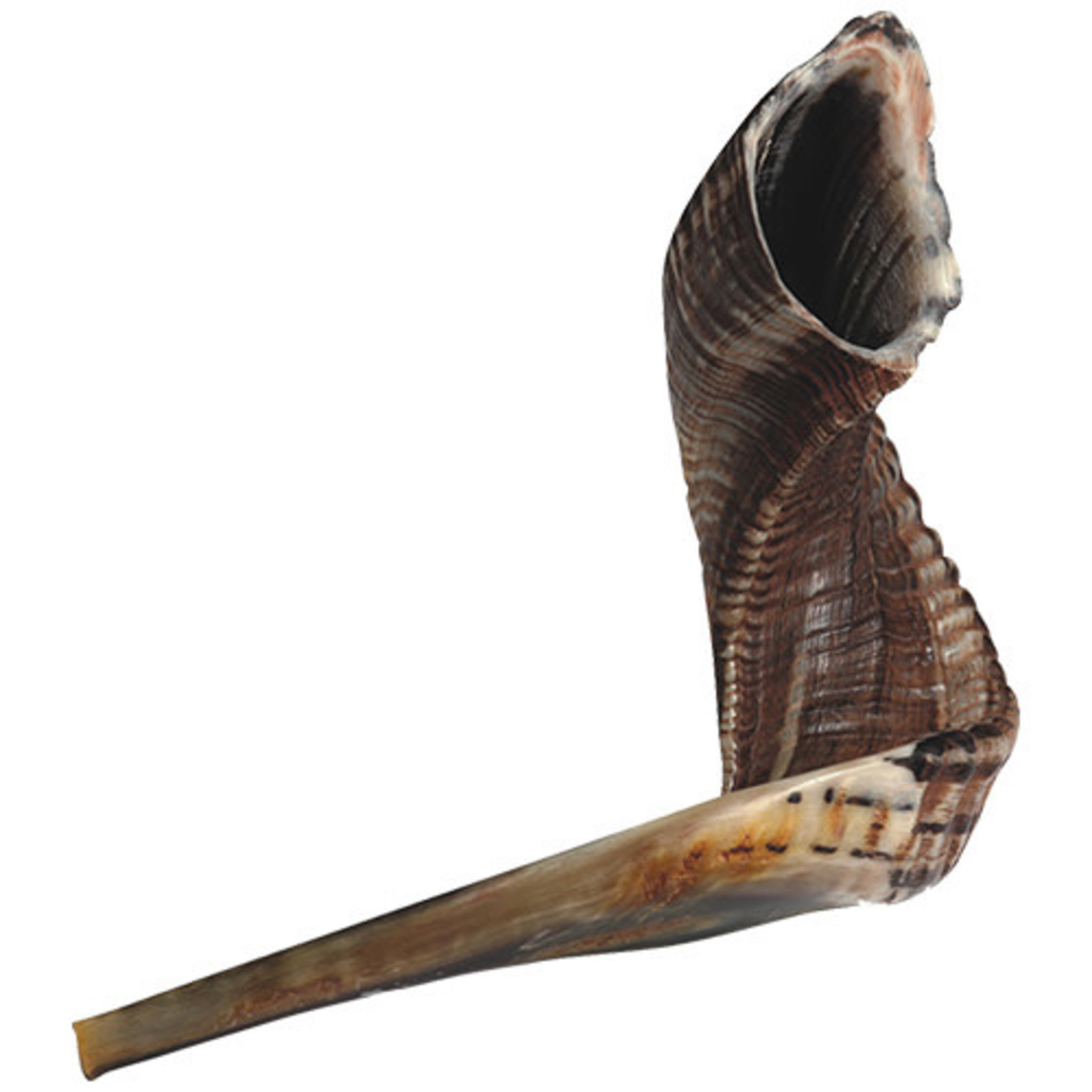 Shofar, Size 4