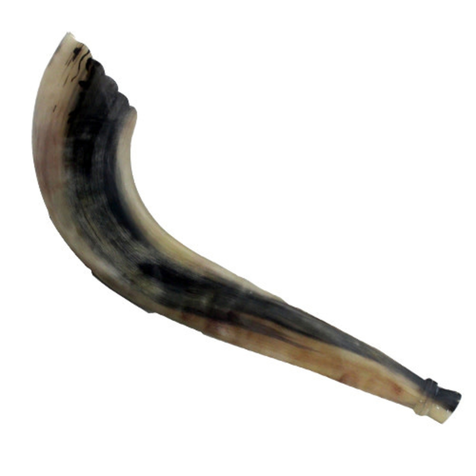 Moroccan Shofar, Size 3