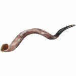 Yemenite Shofar, Medium