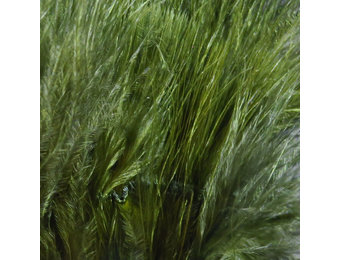 Hareline Strung Marabou Blood Quills Dark Olive