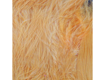 Hareline Strung Marabou Blood Quills Peach
