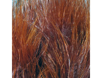 Hareline Strung Marabou Blood Quills Rusty Brown