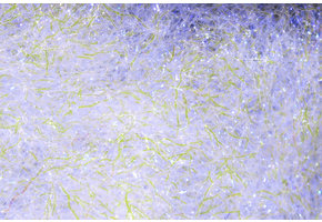 Ice Dub #285 UV Pearl