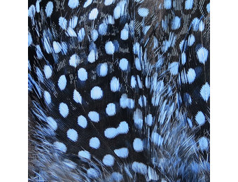 Strung Guinea Feathers Baby Blue #6