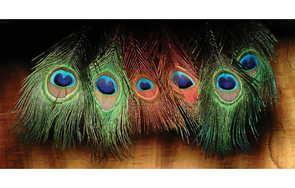 Peacock Eyed Sticks