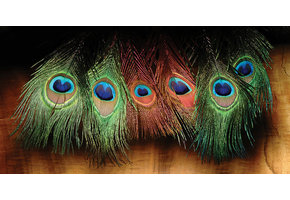 Peacock Eyed Sticks