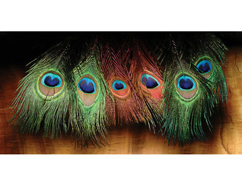 Peacock Eyed Sticks