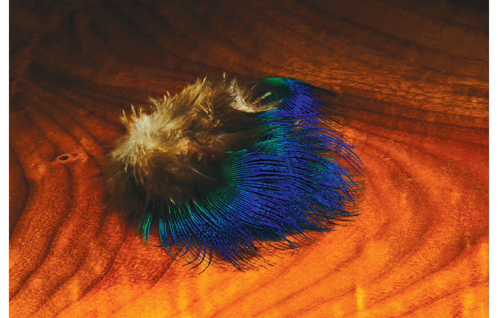Blue Peacock Feather