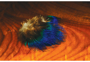 Blue Peacock Feather