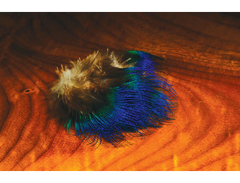 Blue Peacock Feather