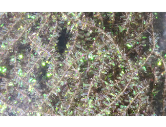 Midge Cactus Chenille #106 Dun Gray