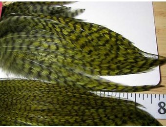 Whiting Bugger Pack Grizzly dyed Dark Olive