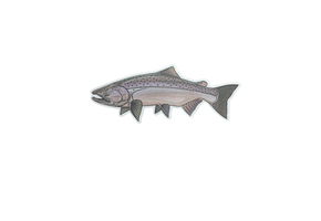Casey Underwood Chinook Salmon Sticker