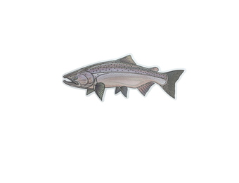 Casey Underwood Chinook Salmon Sticker