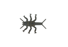 Nate Karnes Golden Stonefly Sticker
