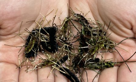 Fly of the Month: Pat's Rubber Legs