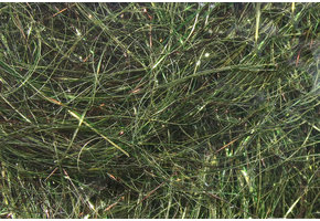 8 inch Ice Wing Fiber #234 Minnow Back