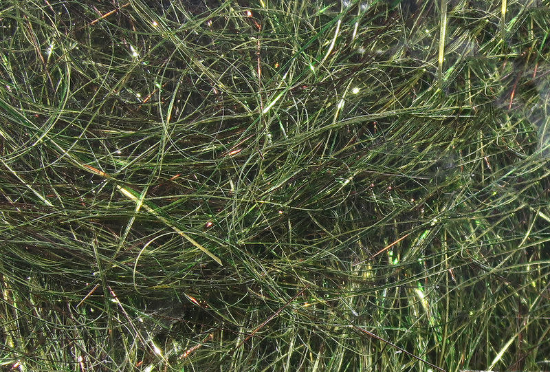 8 inch Ice Wing Fiber #167 Gray Minnow