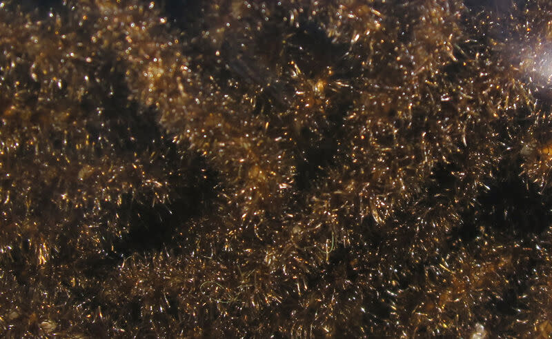 Trilobal Antron Chenille Medium #40 Brown