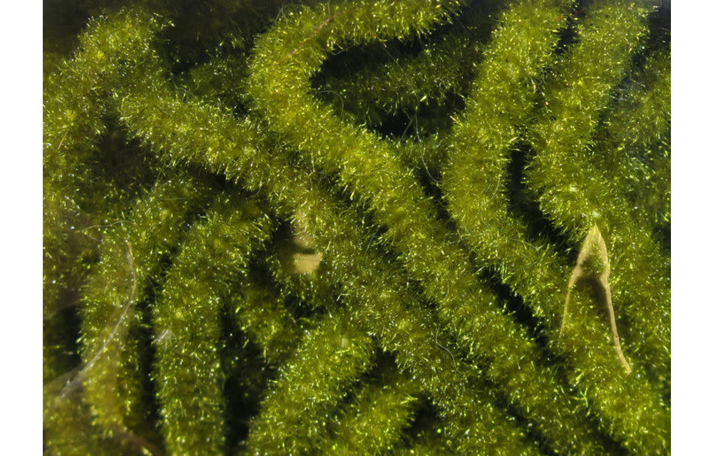 Trilobal Antron Chenille Medium #263 Olive