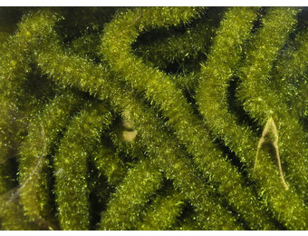 Trilobal Antron Chenille Medium #263 Olive