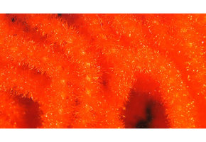 Trilobal Antron Chenille Medium #187 Hot Orange