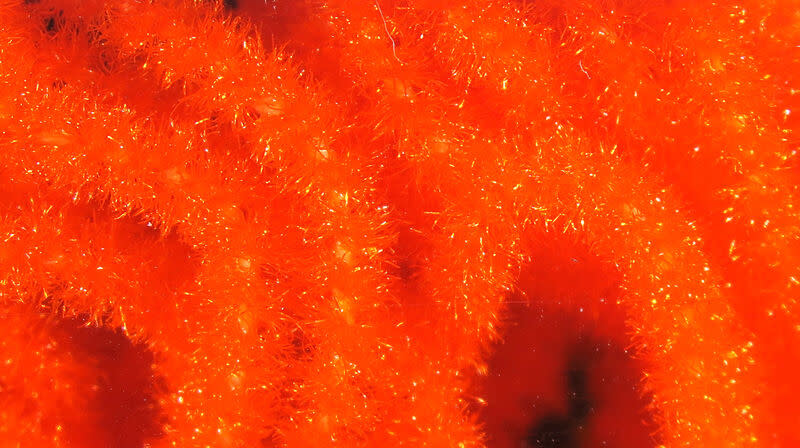 Trilobal Antron Chenille Medium #187 Hot Orange