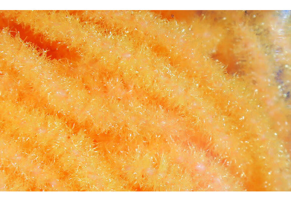 Trilobal Antron Chenille Medium #139 Fl. Shell Pink