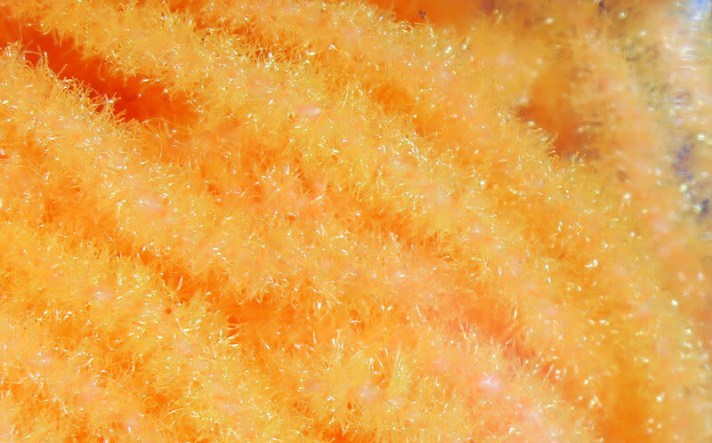 Trilobal Antron Chenille Medium #139 Fl. Shell Pink