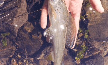 Fishing Report July 2nd 2026